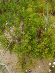 Artemisia arenaria