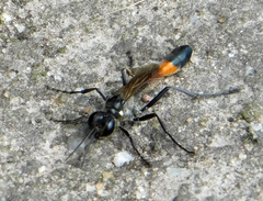 Ammophila sabulosa