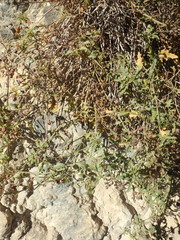 Scrophularia rupestris