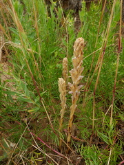 Phelipanche arenaria