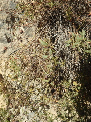 Scrophularia rupestris