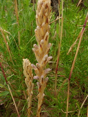 Phelipanche arenaria