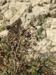 Scrophularia rupestris