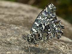 Junea doraete gideon