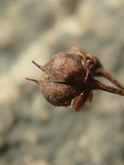 Scrophularia rupestris