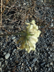 Scabiosa ochroleuca