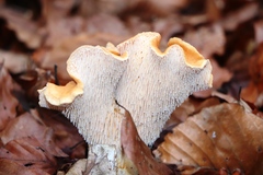 Hydnum rufescens