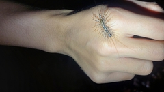 Allothereua maculata