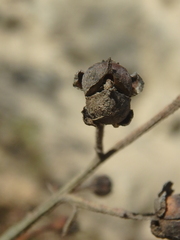 Scrophularia rupestris