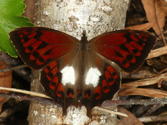 Lasiophila piscina