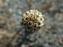Scabiosa ochroleuca