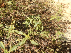 Scrophularia rupestris