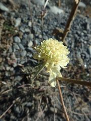 Scabiosa ochroleuca