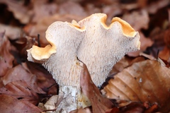 Hydnum rufescens
