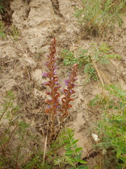 Phelipanche arenaria