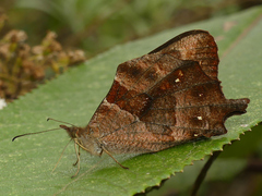 Lasiophila piscina