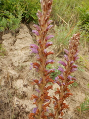 Phelipanche arenaria