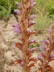 Phelipanche arenaria