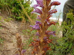 Phelipanche arenaria