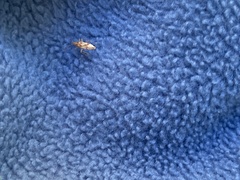 Belonochilus numenius