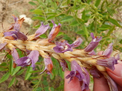 Phelipanche arenaria