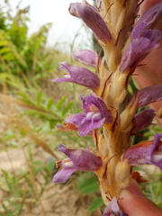 Phelipanche arenaria