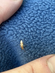 Belonochilus numenius