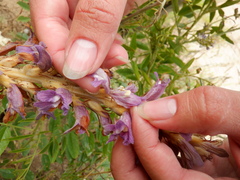 Phelipanche arenaria