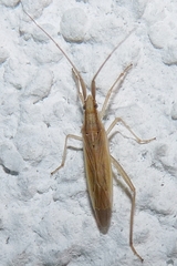 Stenodema laevigata