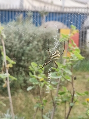 Argiope trifasciata