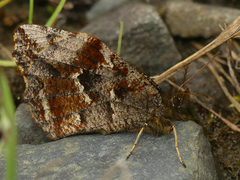 Panyapedaliodes drymaea