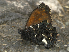 Steremnia monachella