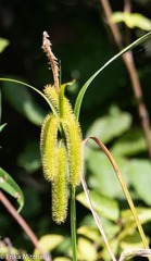 Carex comosa