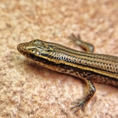 Subdoluseps bowringii