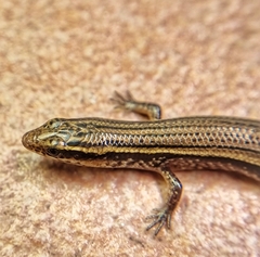 Subdoluseps bowringii