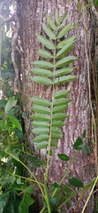 Cedrela fissilis