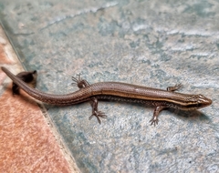 Subdoluseps bowringii