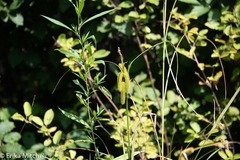 Carex comosa