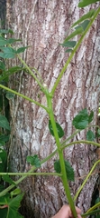Cedrela fissilis