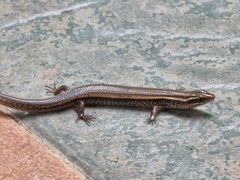 Subdoluseps bowringii