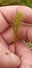 Polytrichum commune