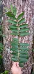 Cedrela fissilis