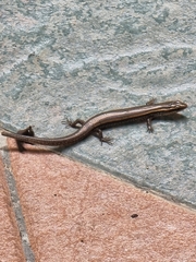 Subdoluseps bowringii
