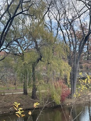 Salix × sepulcralis