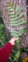 Cedrela fissilis