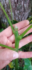 Cedrela fissilis