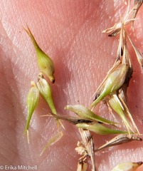 Carex comosa