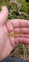 Polytrichum commune