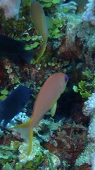 Pseudanthias
