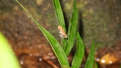 Leptobrachella juliandringi